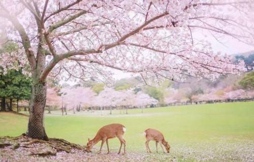 春季旅游景点排行榜前十名:2024最新赏花踏青胜地推荐,避开人潮玩得尽兴
