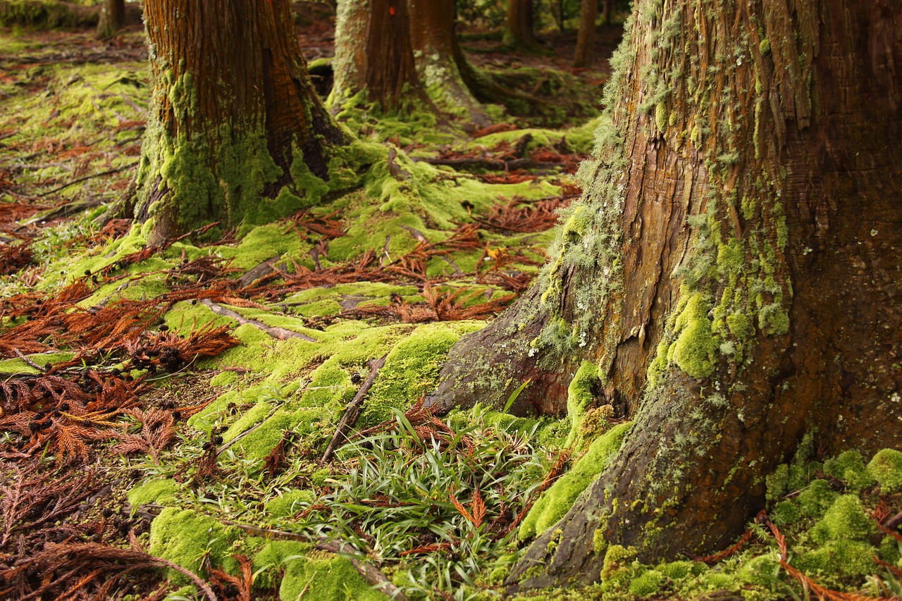 探秘四川瑰宝四姑娘山，不只是门票，是一次灵魂与自然的深度对话