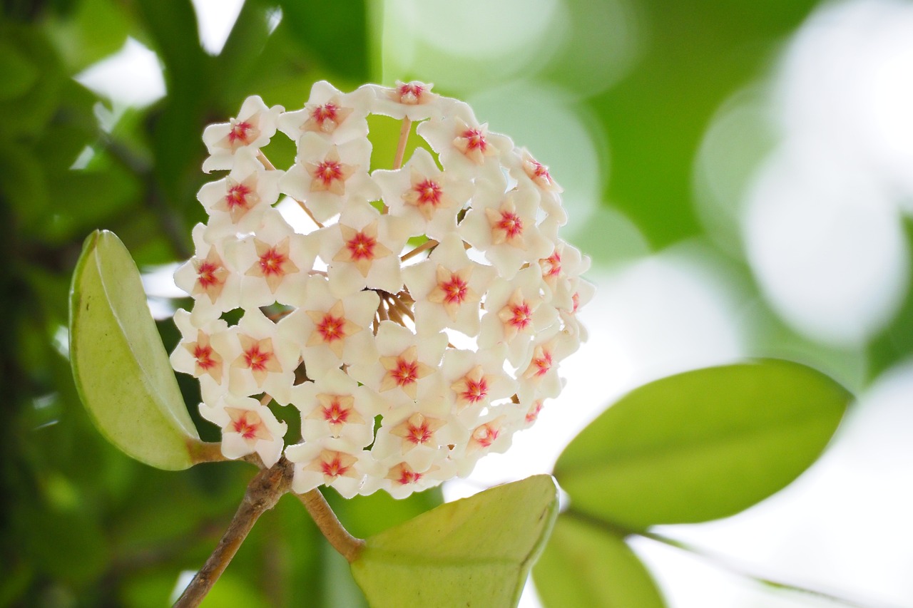 探秘京城绿肺，北京植物园深度游指南 —— 畅游花海，追溯自然的奥秘