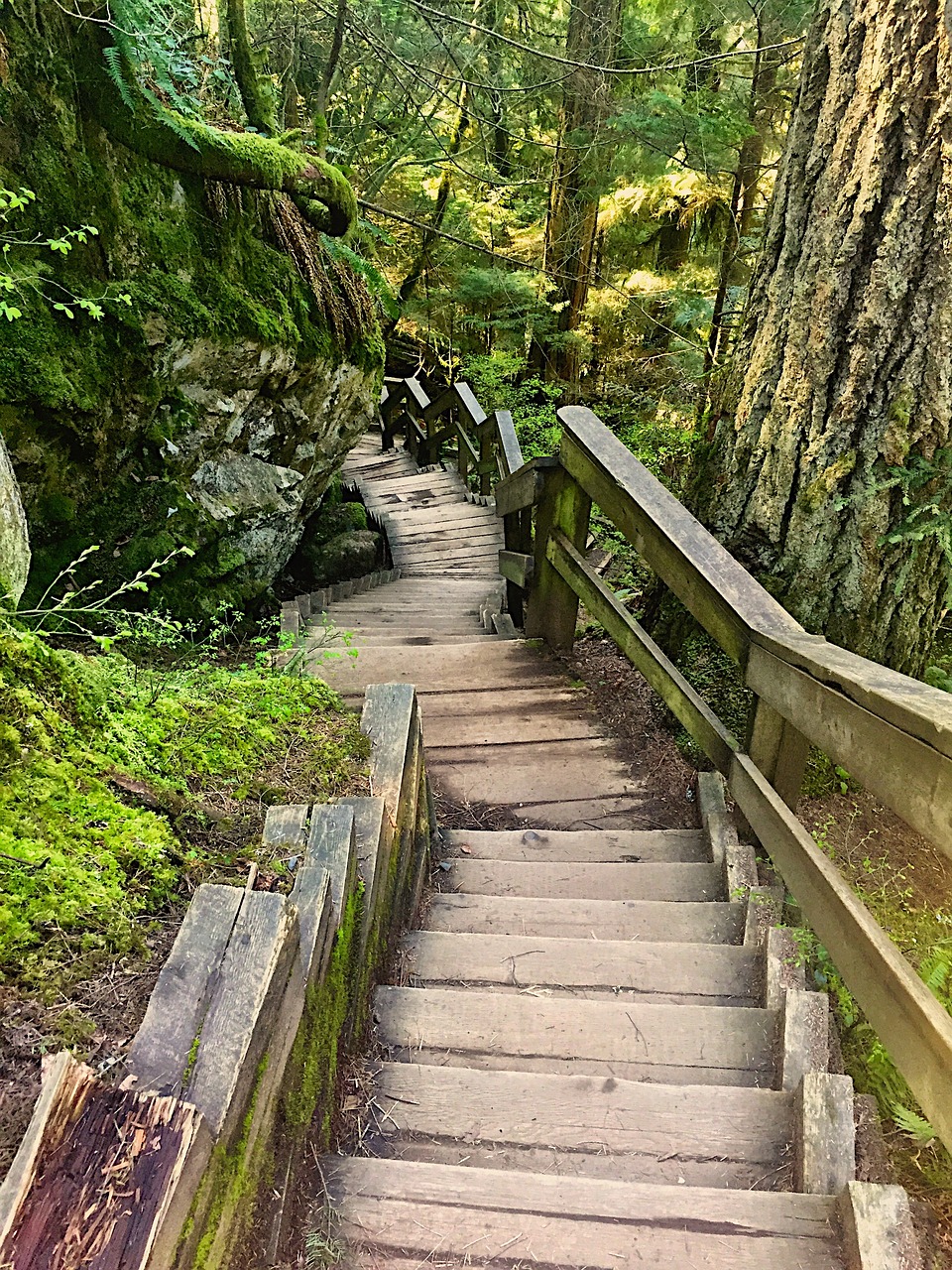 天目山旅游攻略，探秘古老森林，寻找心灵的宁静之地