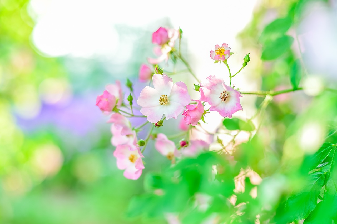 夏日鲜甜秘籍自制纯正杨梅汁，留住初夏的甜蜜记忆！