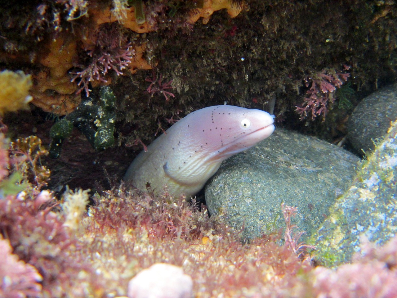 探秘欢乐海洋开心水族箱，在虚拟世界中打造你的梦幻鱼乐园